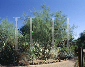 Picture of Parkinsonia microphylla 