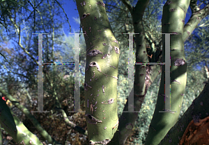 Picture of Parkinsonia microphylla 