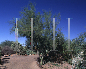 Picture of Parkinsonia microphylla 