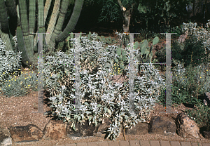 Picture of Encelia farinosa 