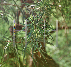 Picture of Chilopsis linearis 