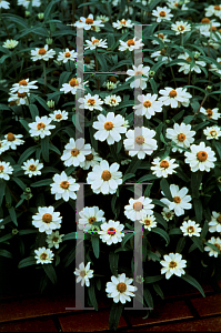 Picture of Zinnia angustifolia 'Crystal White'