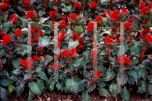 Picture of Celosia argentea (Cristata Group) 'Prestige Scarlet'