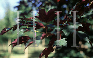 Picture of Acer pseudoplatanus 'Spaethii'