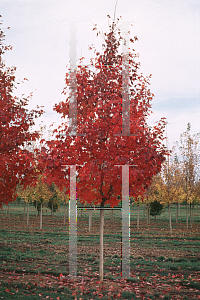 Picture of Acer saccharum 'Bonfire'