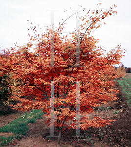 Picture of Acer palmatum 'Atropurpureum'