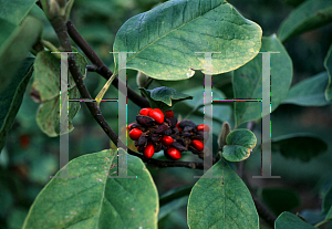 Picture of Magnolia x soulangiana 'Rustica Rubra'