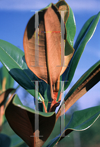 Picture of Magnolia grandiflora 'Edith Bogue'