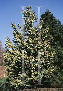 Picture of Chamaecyparis obtusa 'Crippsii'