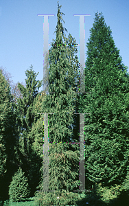 Picture of Chamaecyparis lawsoniana 'Intertexta'