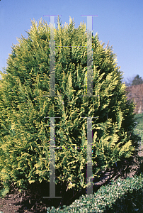 Picture of Chamaecyparis lawsoniana 'Lane'