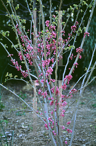 Picture of Cercis yunnanensis 
