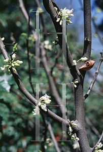 Picture of Cercis reniformis 'Texas White'