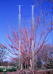Picture of Cercis canadensis 'Flame'