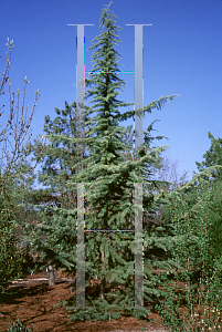 Picture of Cedrus deodara 'Deepcove'