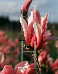 Picture of Magnolia x 'Purple'