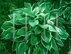 Picture of Hosta fortunei 'Francee'