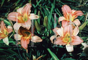 Picture of Hemerocallis  'Chicago Sunrise'