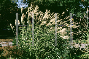 Picture of Miscanthus sinensis 'Autumn Light'