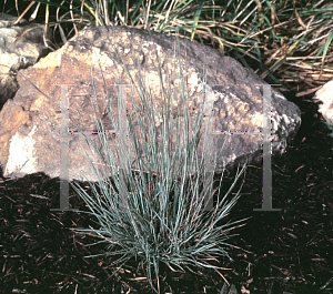 Picture of Schizachyrium scoparium 'The Blues'