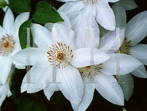 Picture of Clematis (z)(Lanuginosa Group) 'Henryi'