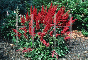 Picture of Astilbe x arendsii 'Fanal'