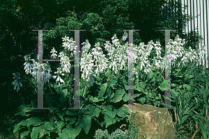 Picture of Hosta  'Royal Standard'