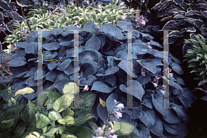 Picture of Hosta  'Halcyon'