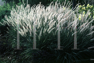 Picture of Pennisetum alopecuroides 'Orientale'