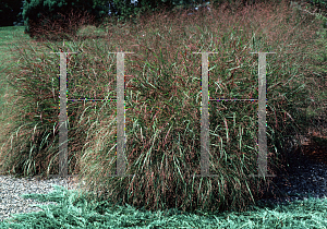 Picture of Panicum virgatum 'Haense Hermes'