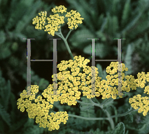 Picture of Achillea millefolium 'Moonshine'