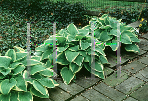 Picture of Hosta fortunei 'Aureo-marginata'