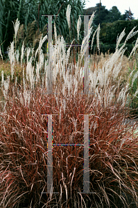 Picture of Miscanthus sinensis 'Purpurascens'