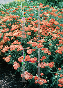 Picture of Achillea millefolium 'Terra Cotta'