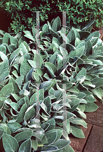 Picture of Stachys byzantina 'Big Ears'