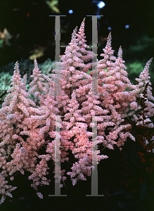 Picture of Astilbe x rosea 'Peach Blossom'