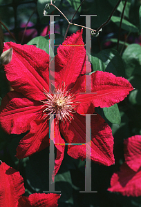 Picture of Clematis (z)(Jackmanii Group) 'Niobe'