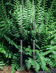 Picture of Dryopteris marginalis 