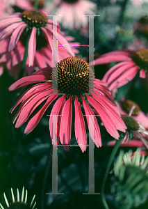 Picture of Echinacea purpurea 'Bright Star'