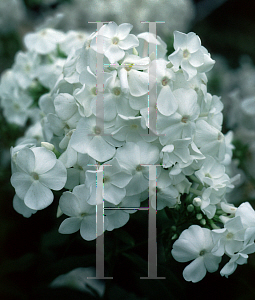 Picture of Phlox paniculata 'David'