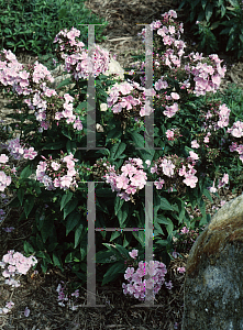 Picture of Phlox paniculata 'Franz Schubert'