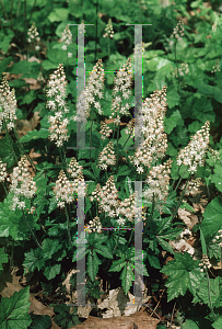 Picture of Tiarella cordifolia 'Oakleaf'