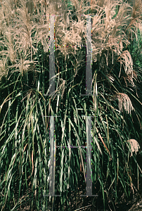 Picture of Miscanthus sinensis 'Malepartus'