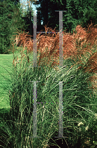 Picture of Miscanthus sinensis 'Nippon'