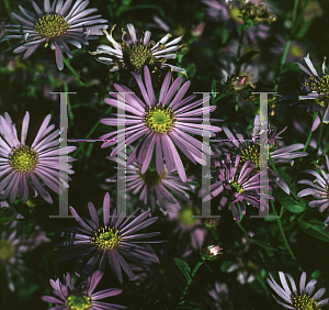 Picture of Symphyotrichum novi-belgii 'Prof. Anton Kippenberg'