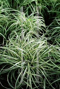 Picture of Carex hachijoensis 'Evergold'