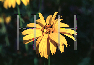 Picture of Rudbeckia laciniata 'Goldquelle'