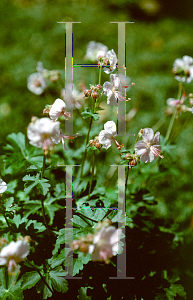 Picture of Geranium x cantabrigiense 'Biokovo'