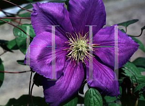 Picture of Clematis (z)(Lanuginosa Group) 'General Sikorski'