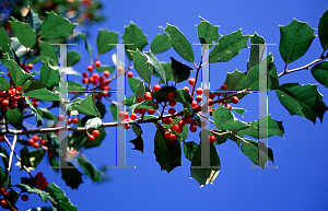 Picture of Ilex opaca 